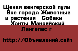 Щенки венгерской пули - Все города Животные и растения » Собаки   . Ханты-Мансийский,Лангепас г.